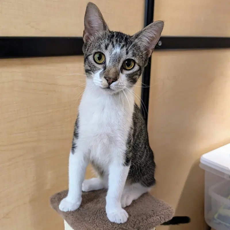 Pandy, a male Tabby kitten up for adoption