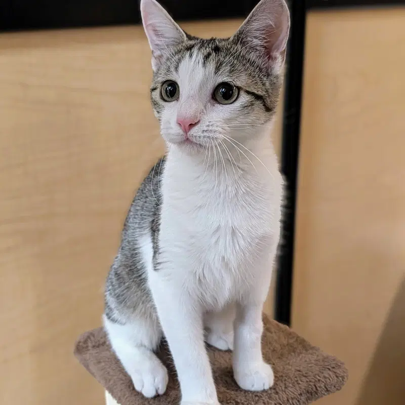 Haven, a female Tabby kitten up for adoption
