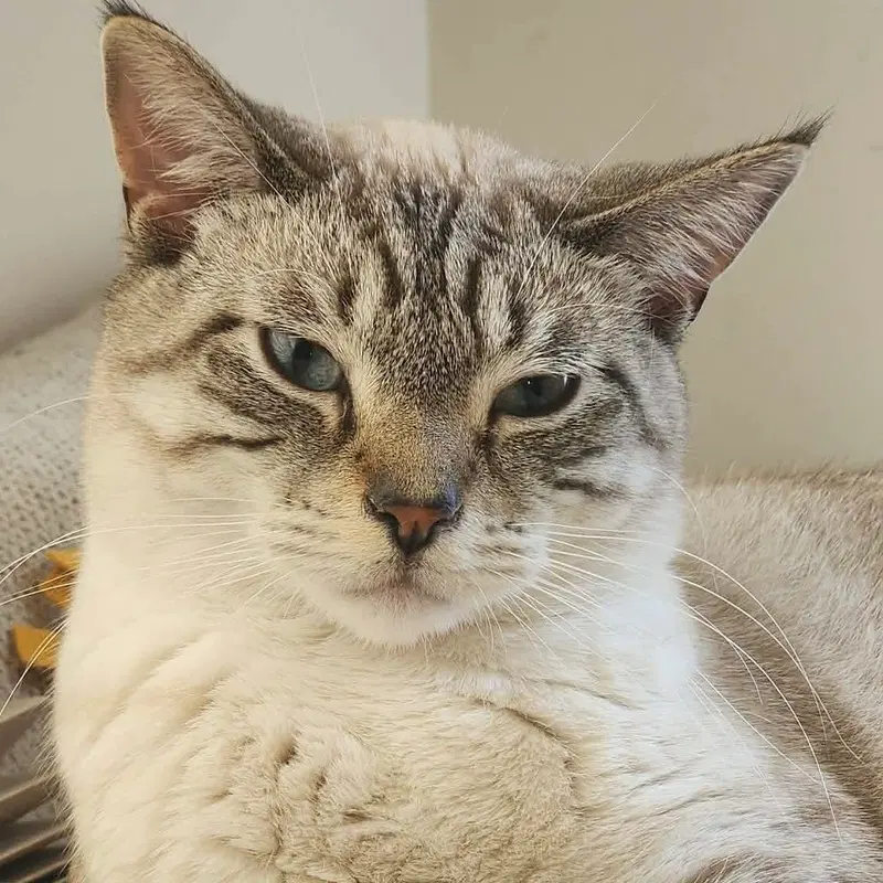 Casper, a male Siamese kitten up for adoption
