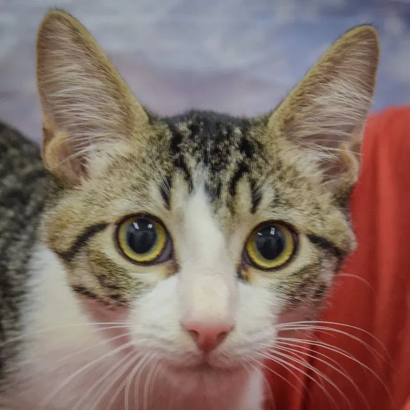 Gaheris, a male Tabby kitten up for adoption