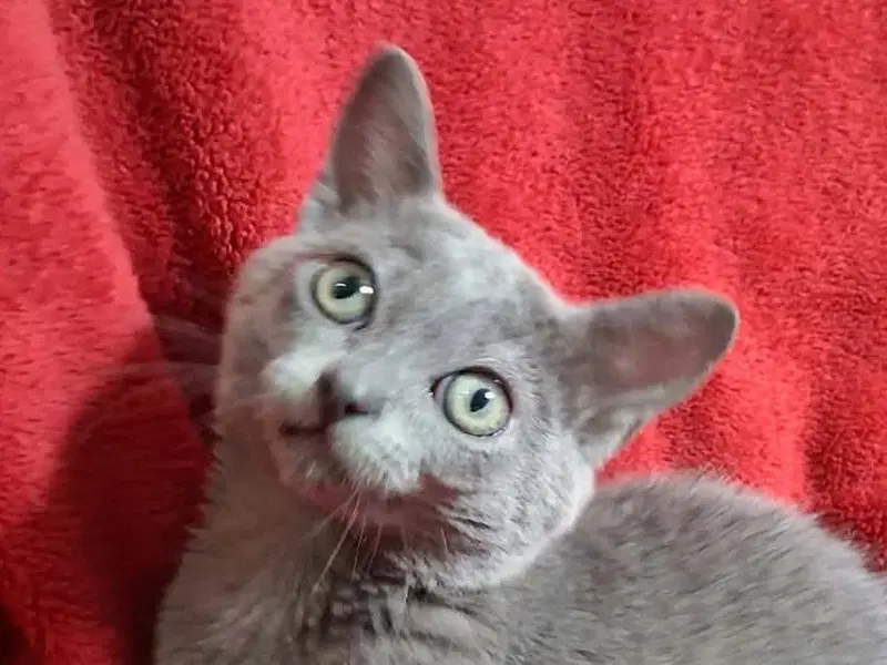 Katy, a female kitten up for adoption