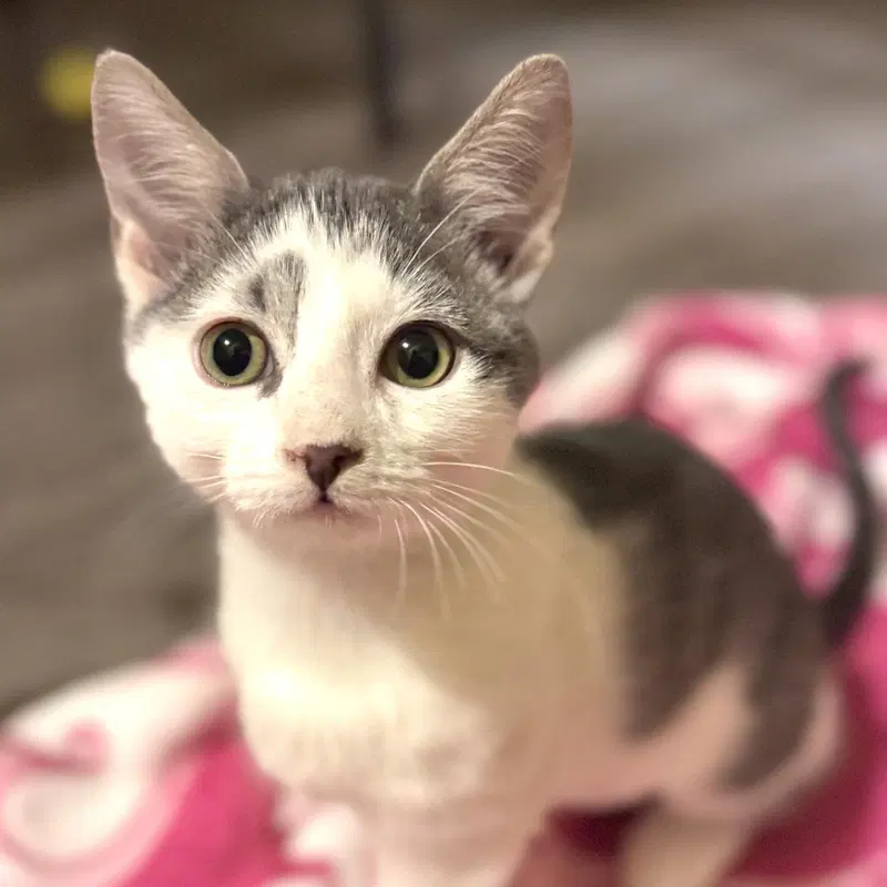 Yara, a female kitten up for adoption