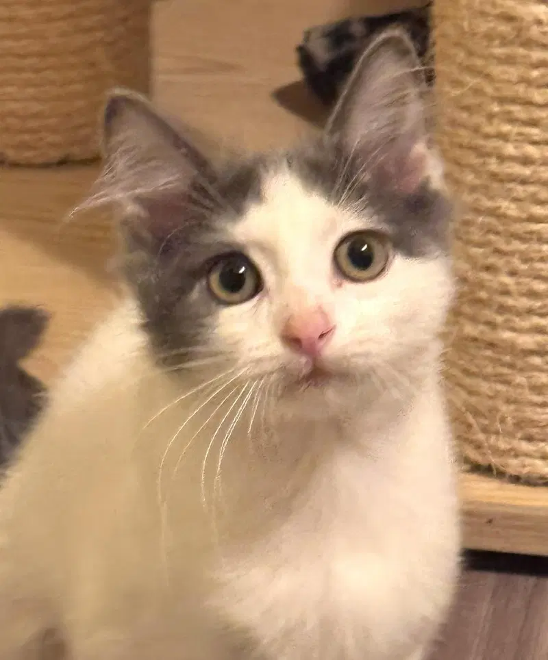 Galena, a female kitten up for adoption