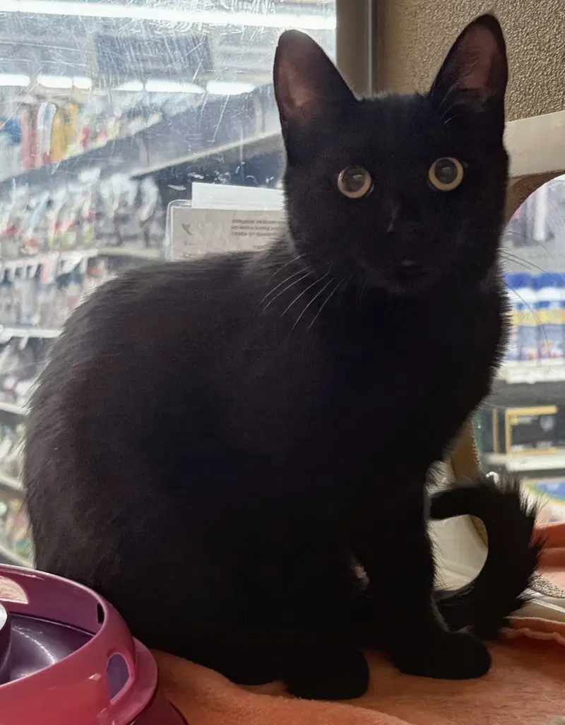 Kitten Cipher at Medina Petsmart, a male kitten up for adoption