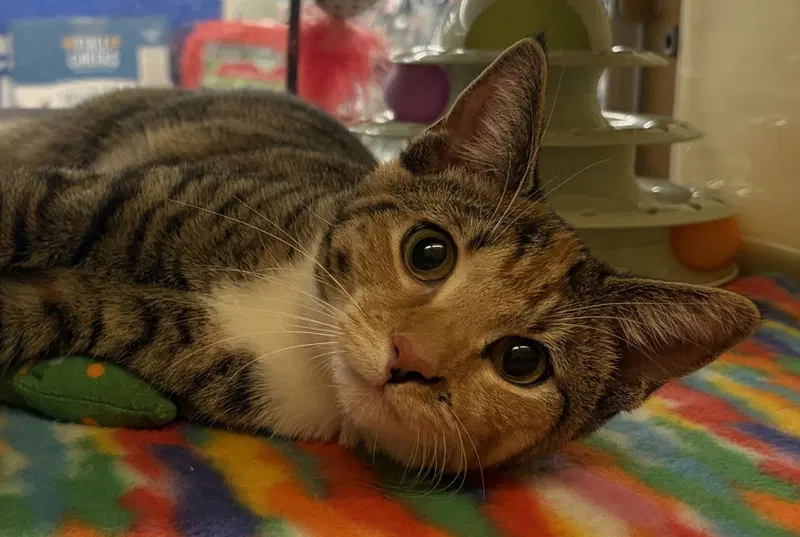 Kitten Yasso at Medina Petsmart, a young female Tabby cat up for adoption