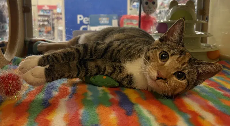 Kitten Yasso at Medina Petsmart, photo 2