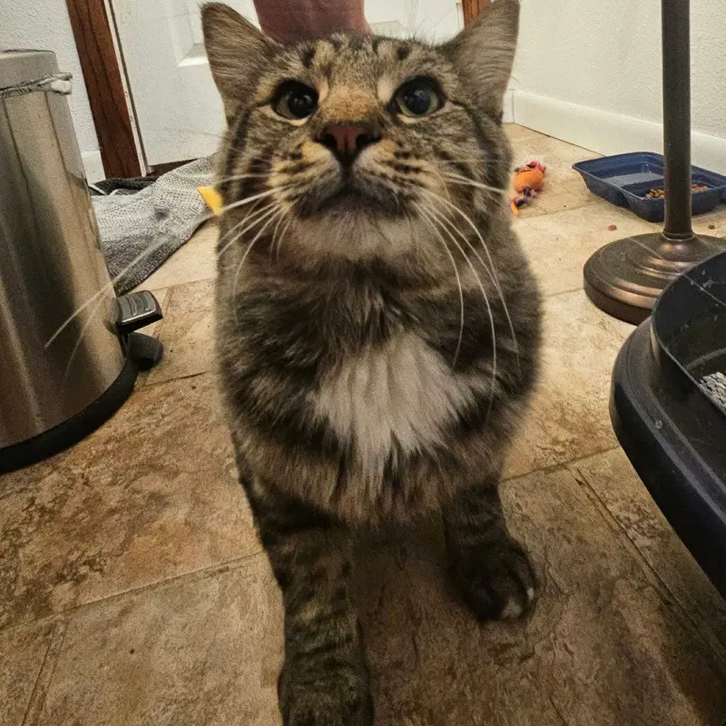 Vincent, an adult male cat up for adoption