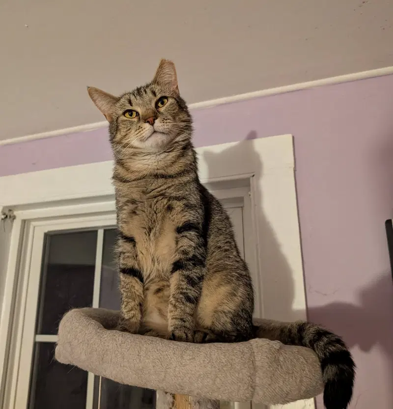 Donny Boy, a young male cat up for adoption