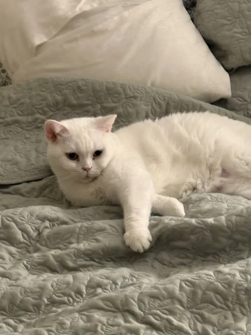 Akca, a female British Shorthair cat up for adoption