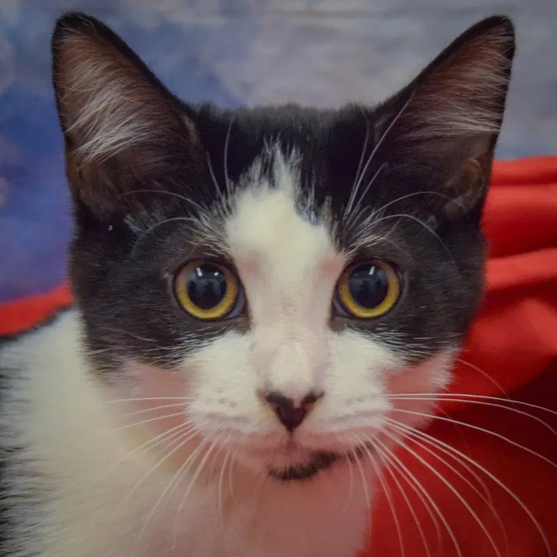 Sanica, a female kitten up for adoption