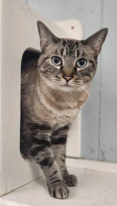 Cat, an adult male Siamese cat up for adoption