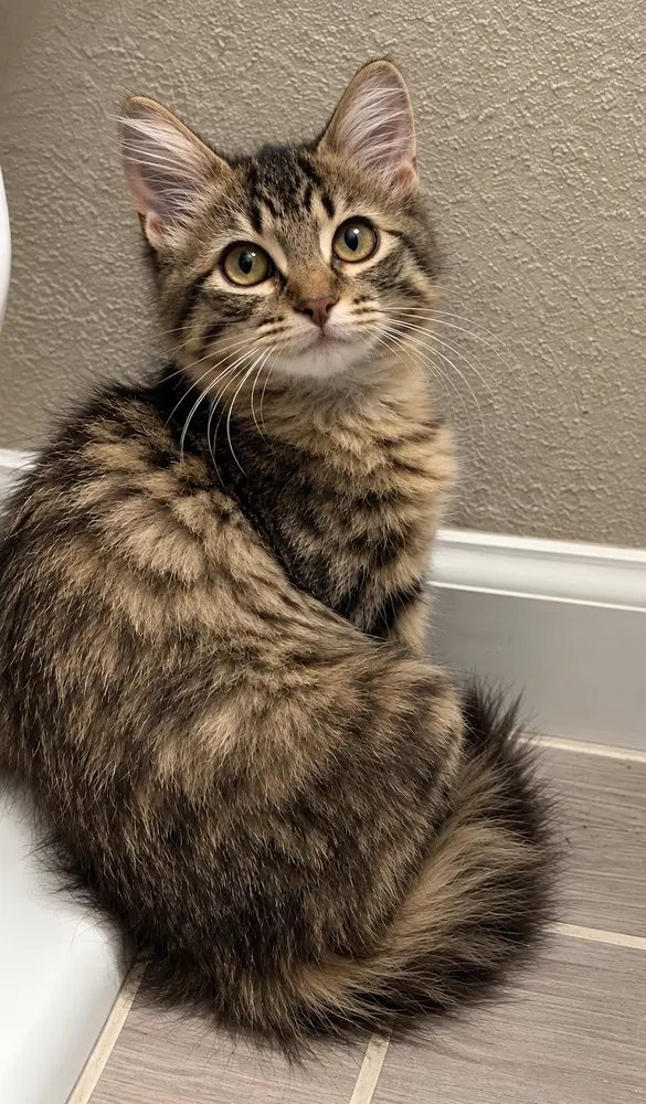Brie, a female kitten up for adoption