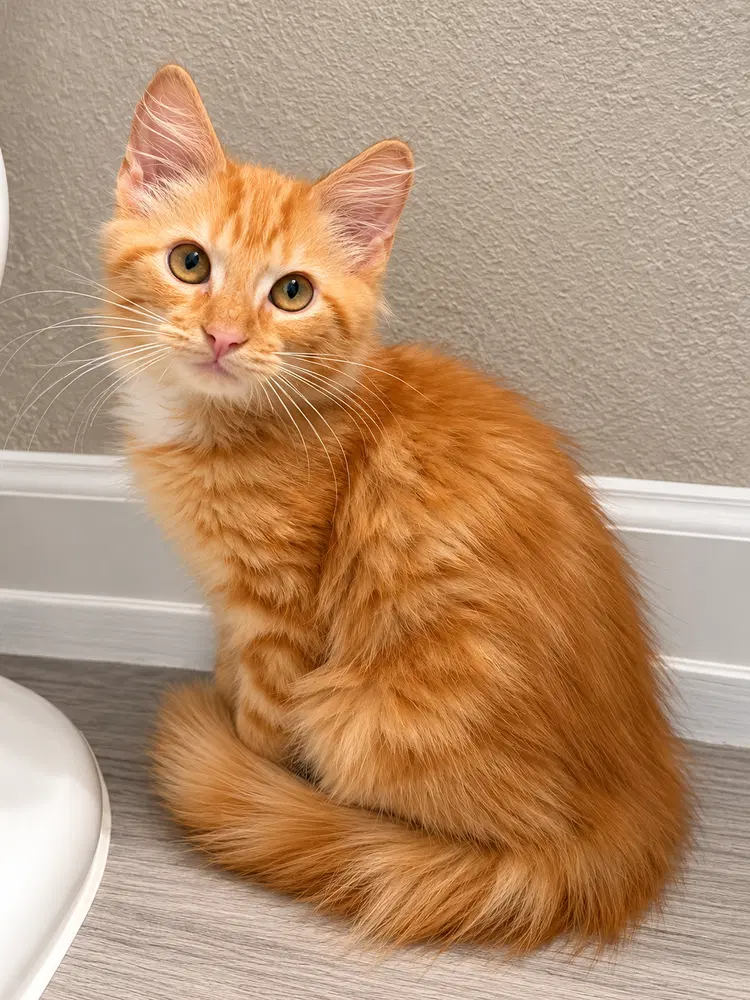 Cheddar, a male kitten up for adoption
