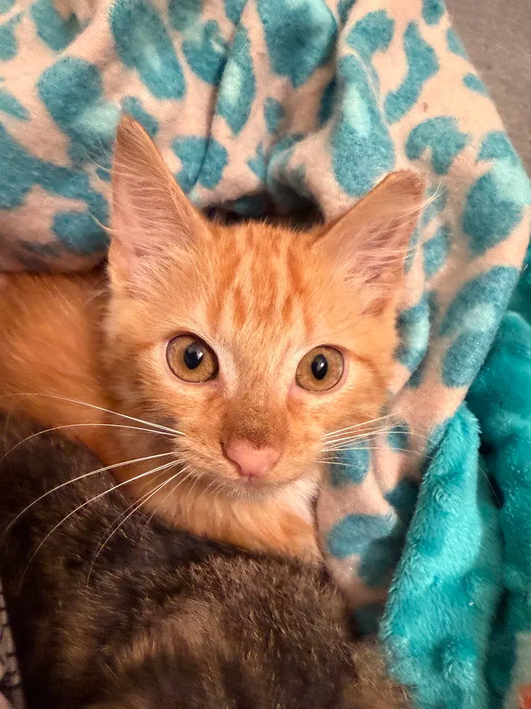 Cheddar, photo 2