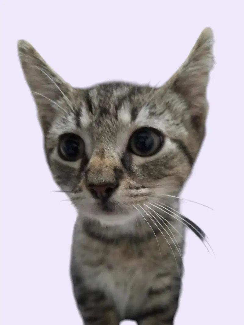 Baba, a male kitten up for adoption