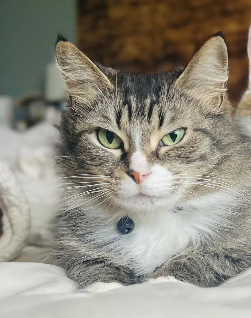 Phoenix, an adult female cat up for adoption