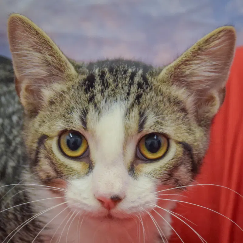 Sol, a male Tabby kitten up for adoption