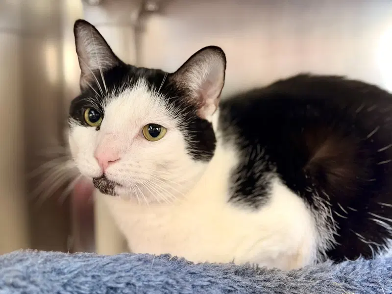 Serenity, an adult female cat up for adoption