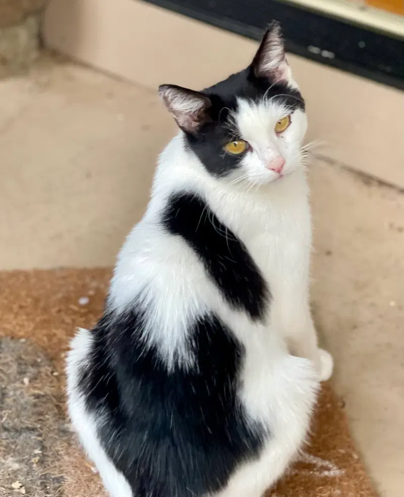 Clara, an adult female Tuxedo cat up for adoption