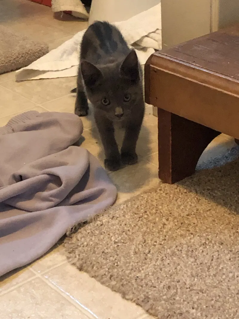 Eeyore, a female kitten up for adoption