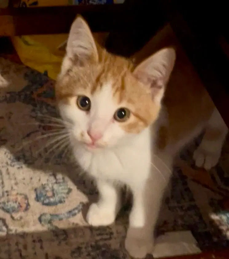 Oscar, photo 2