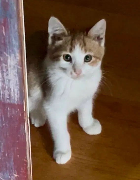 Oscar, photo 3
