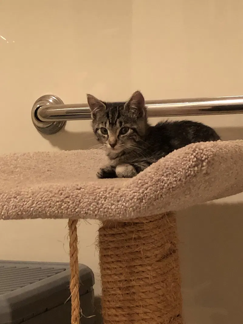 Cinder, a male kitten up for adoption