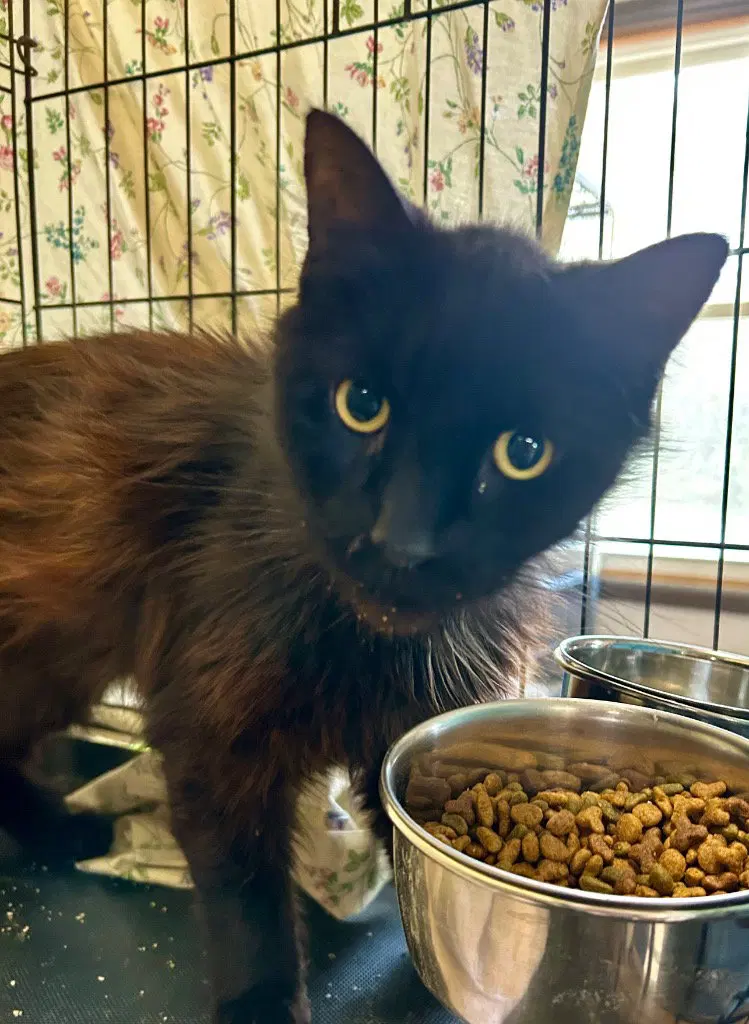 Stefan, an adult male cat up for adoption