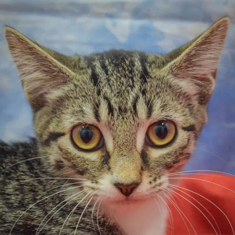 Talasyn, a male Tabby kitten up for adoption