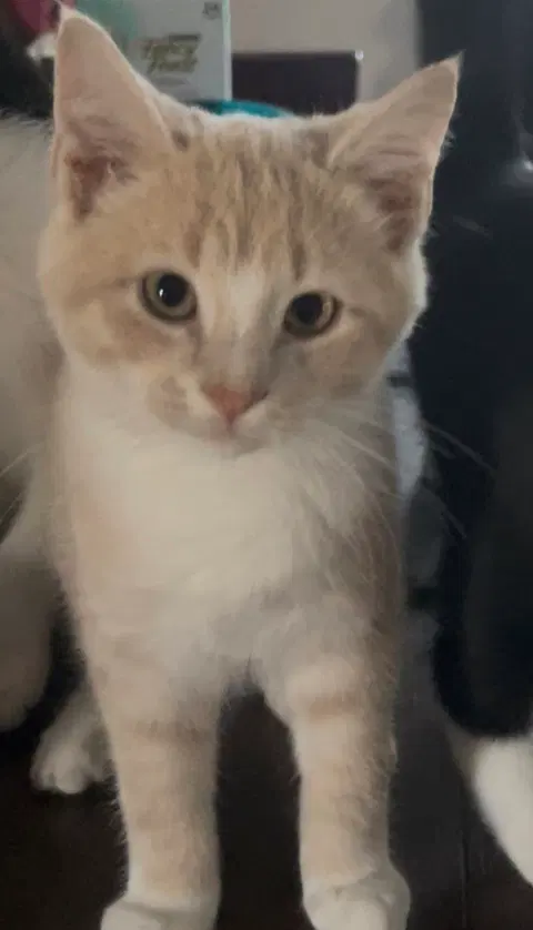Watch the video of Elmo