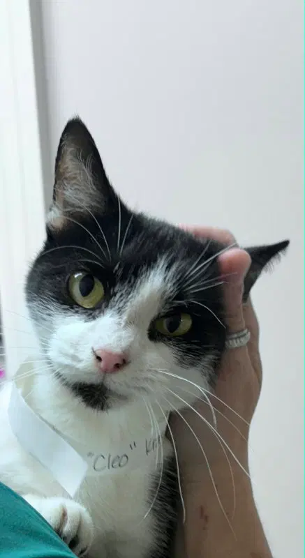Cleopatra, a female cat up for adoption