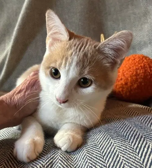 Scout, a male kitten up for adoption