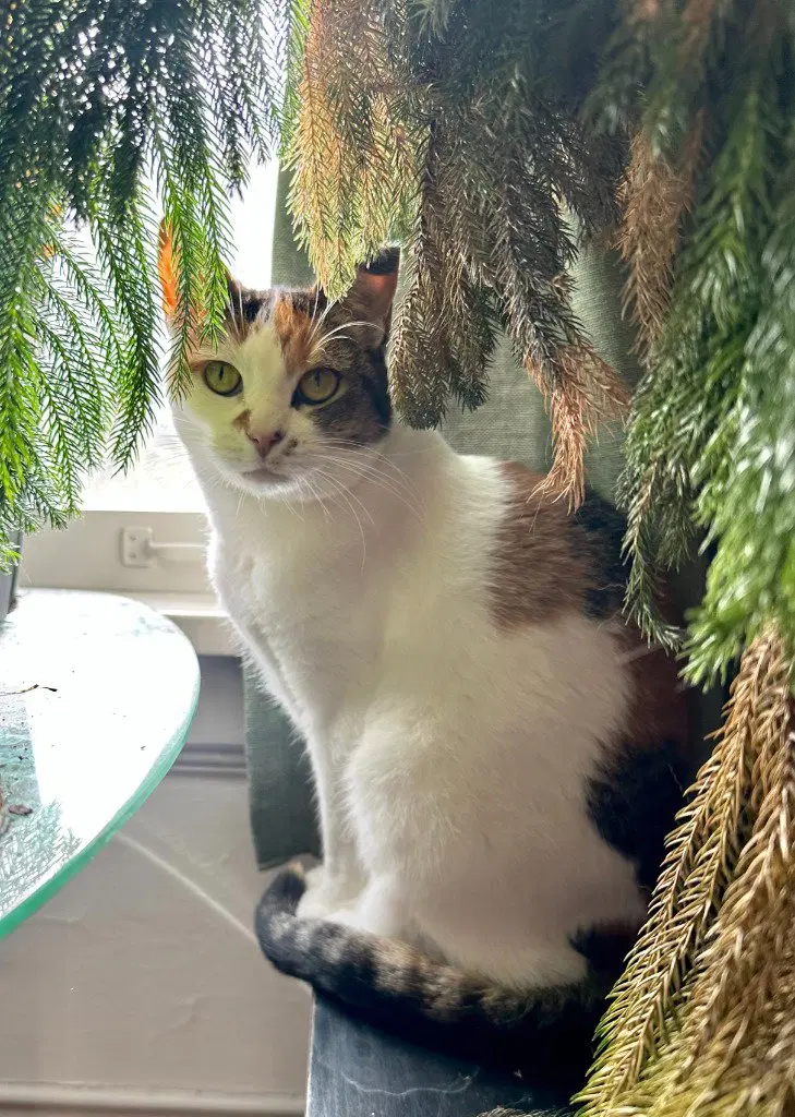 Autumn, an adult female cat up for adoption