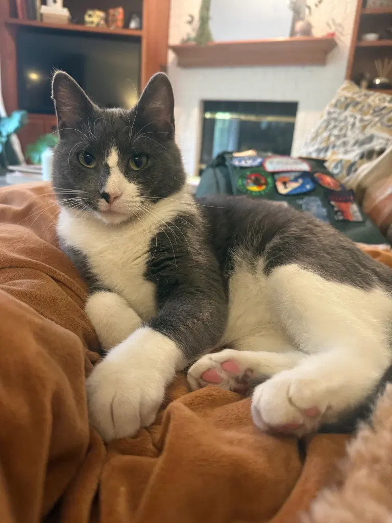 Buttermilk, a young male cat up for adoption