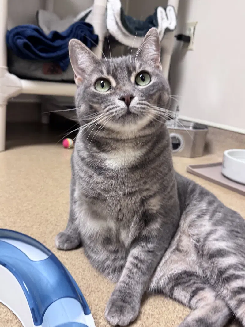 Partridge, an adult female cat up for adoption