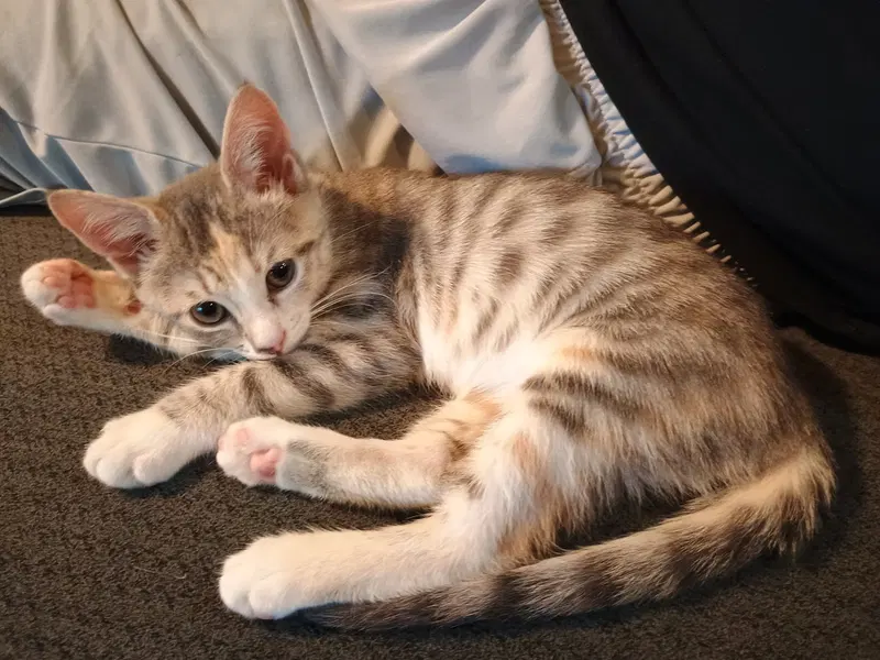 Willow, a young female cat up for adoption