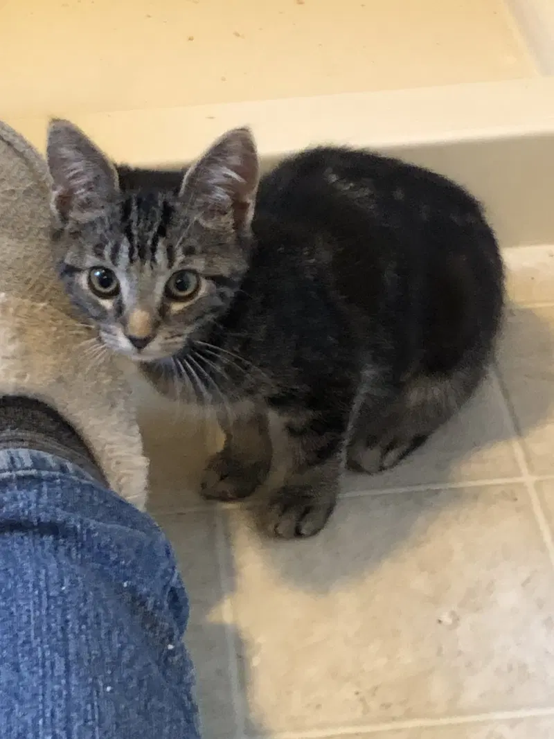 Gracie, a female kitten up for adoption