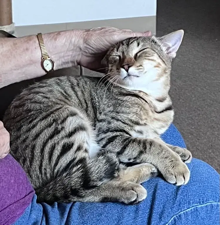 Dodi, a male kitten up for adoption