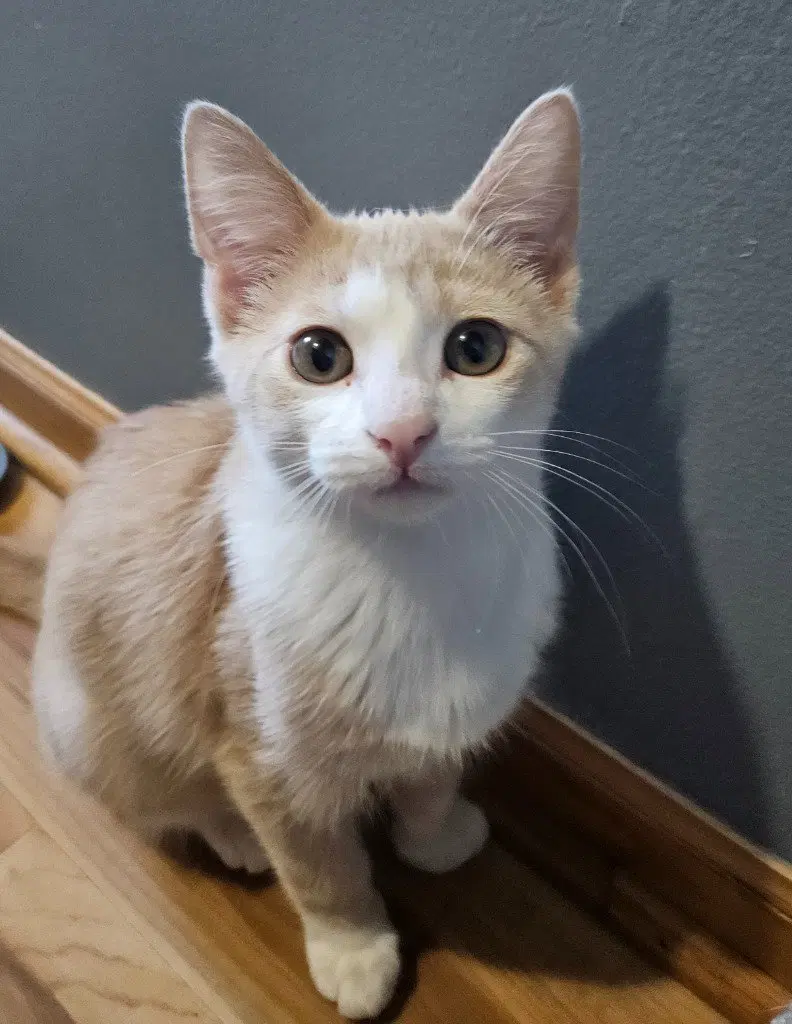 Newman, a male kitten up for adoption