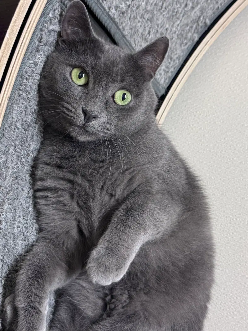 Dove, an adult female cat up for adoption