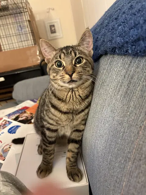 Watch the video of Biscotti