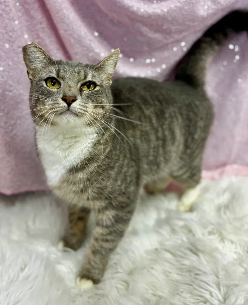 Project, an adult female cat up for adoption