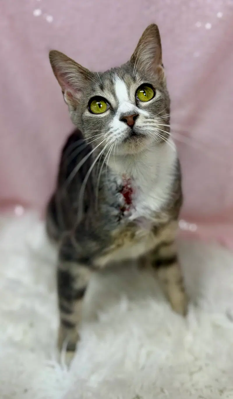 Ramona, photo 3