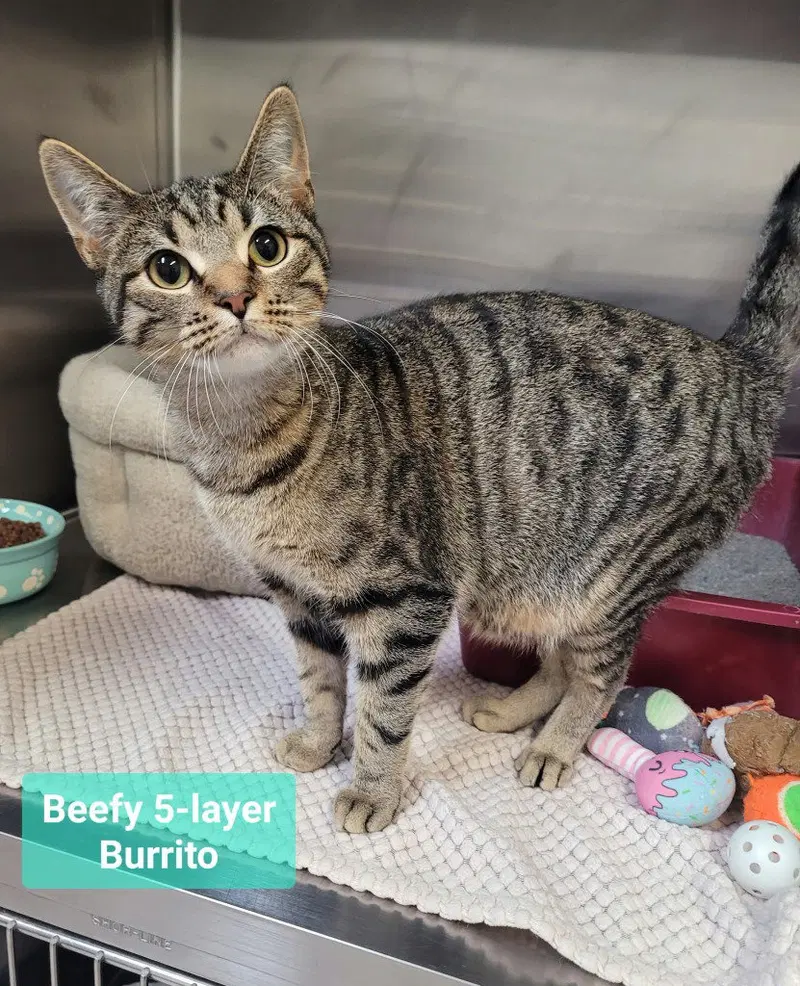Beefy 5-layer burrito, a young male cat up for adoption