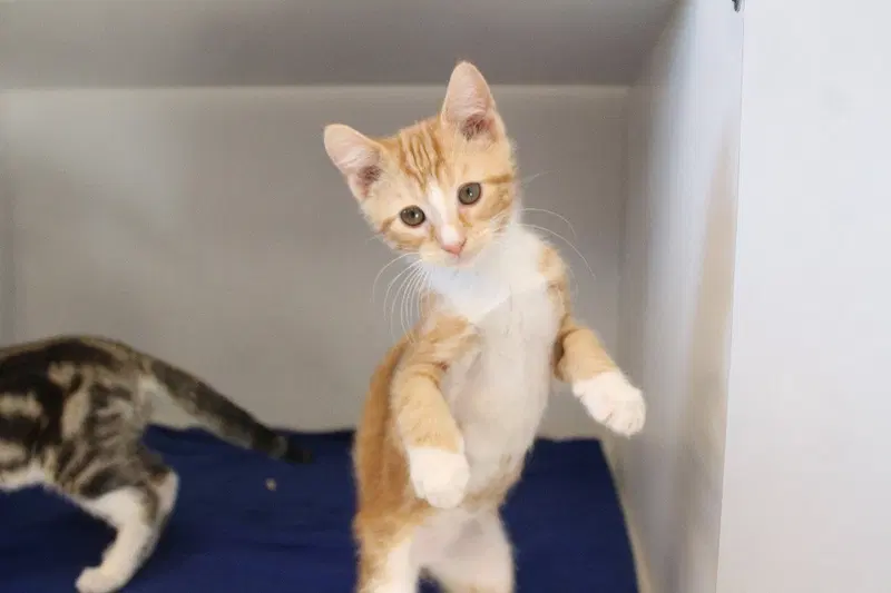 Autozam, a male kitten up for adoption