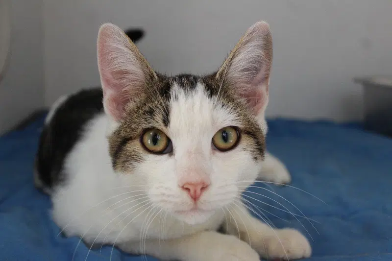 Beanie Weanie, a young male cat up for adoption