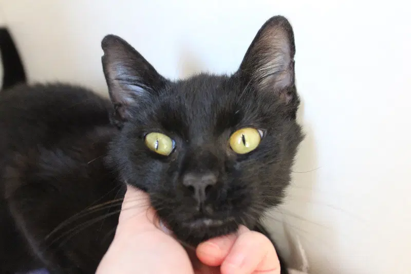 Cloak of Doom, a young male cat up for adoption