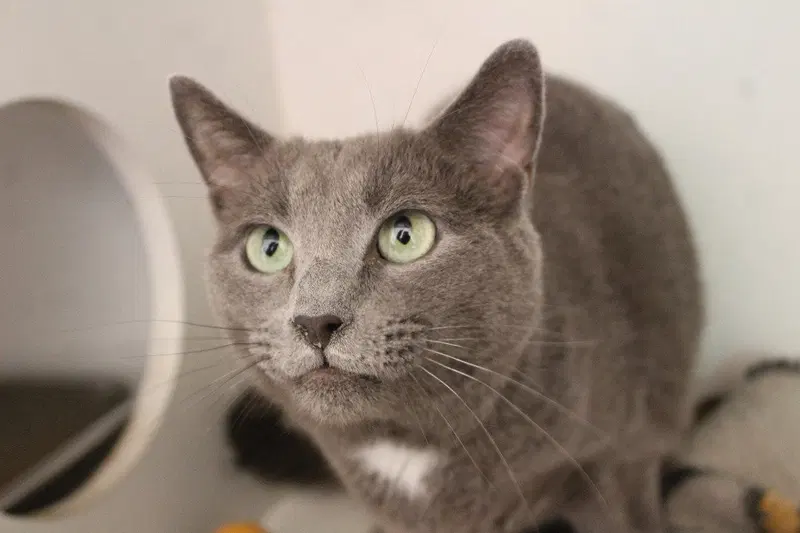 Nimbus, an adult male cat up for adoption