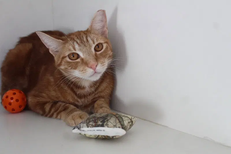 Kyle, a young male cat up for adoption