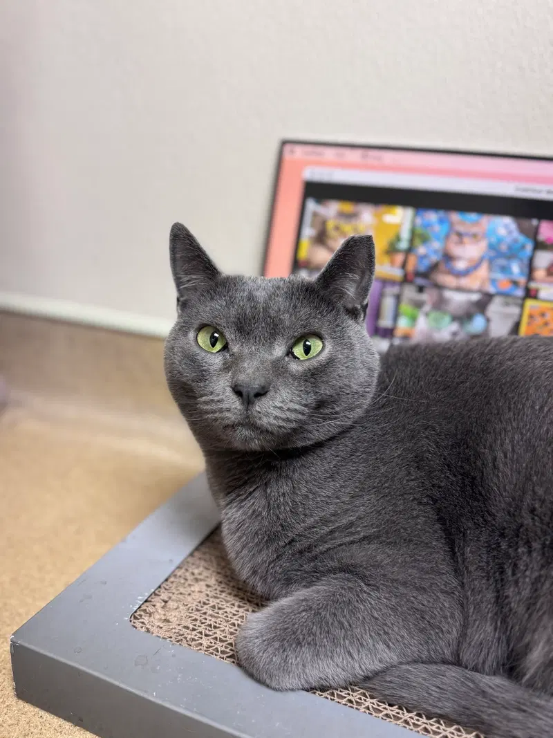 Turnip, an adult male cat up for adoption